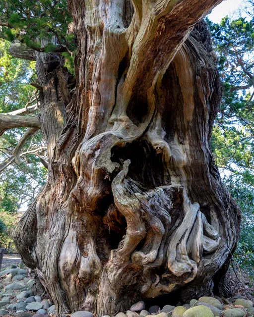 Natural and northernmost habitat of Byakushin trees (Juniperus chinensis)