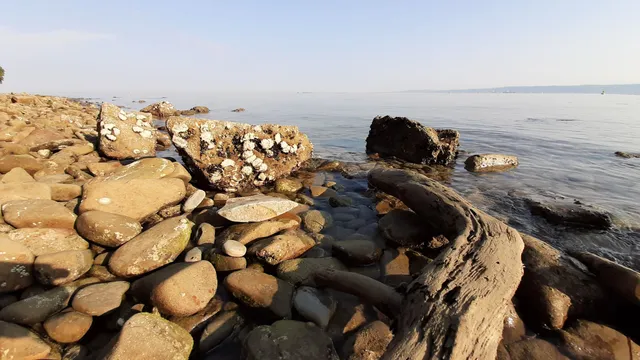 Krajinski park Debeli rtič / Parco naturale Punta Grossa