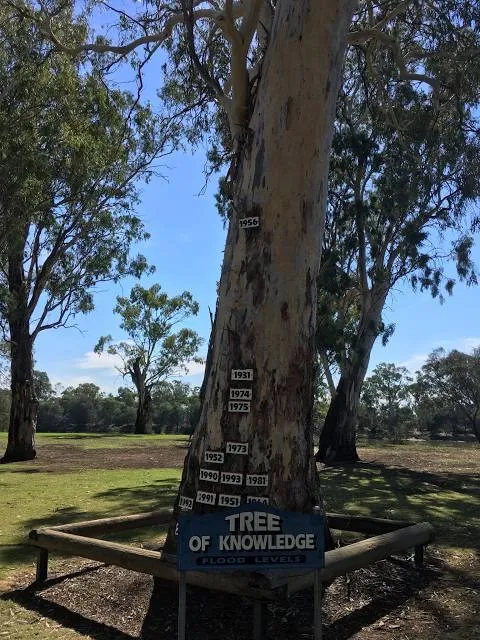 Tree of Knowledge