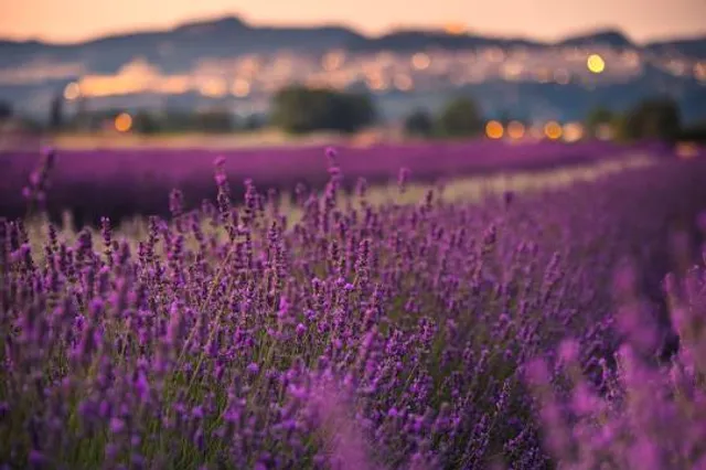 Il Lavandeto di Assisi