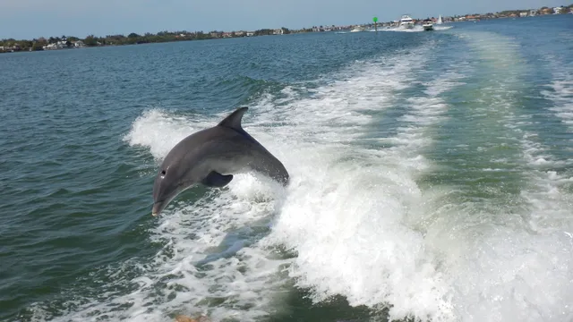 Suncoast Adventure Tours and Charters