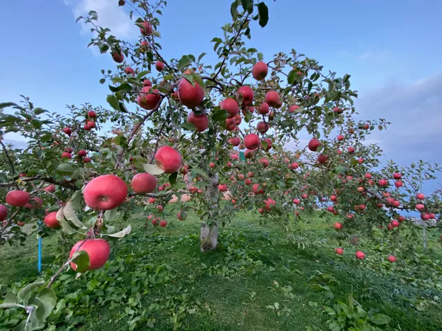 Hirosaki Apple Park