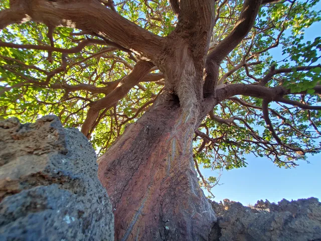 Waikōloa Dry Forest Initiative