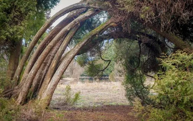 Chainsaw Sculpture viewing