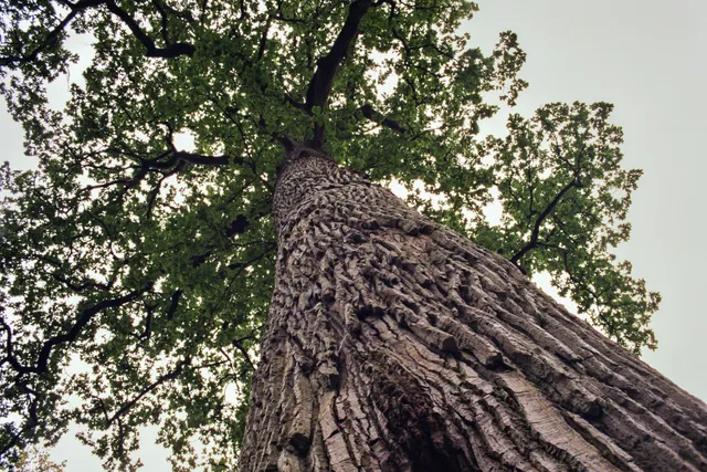 Dąb Rzeczypospolitej
