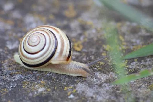 Castle Cultural Center Sâncrai