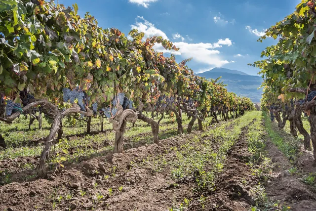 Donnafugata Cantina Randazzo