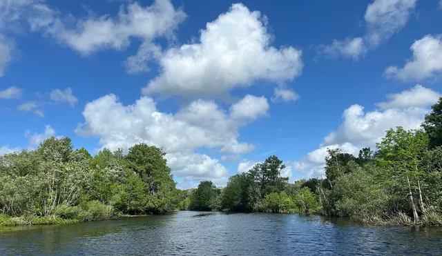 Wild Bill's Airboat Tours