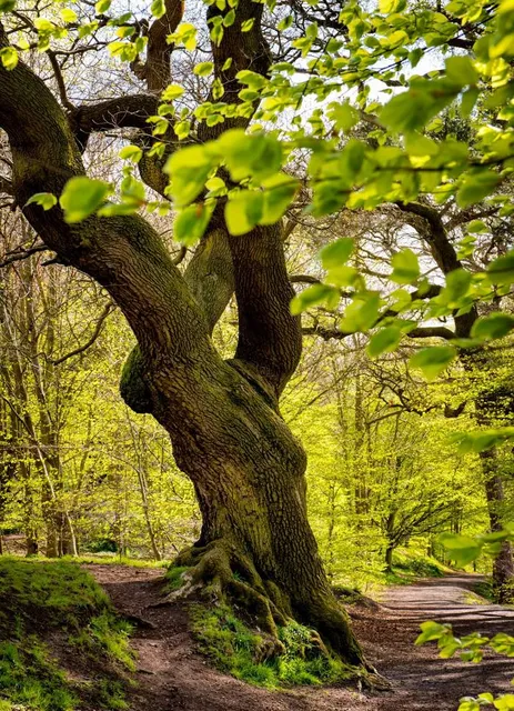 Barnett Demesne Trails & Jumps Park