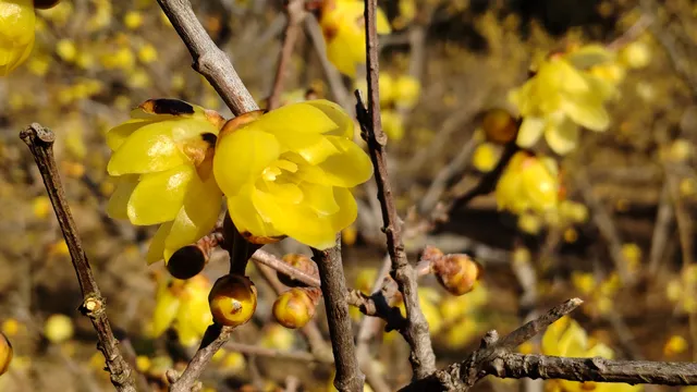 Wintersweet Garden