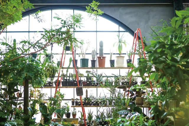 cotoha多肉園藝店