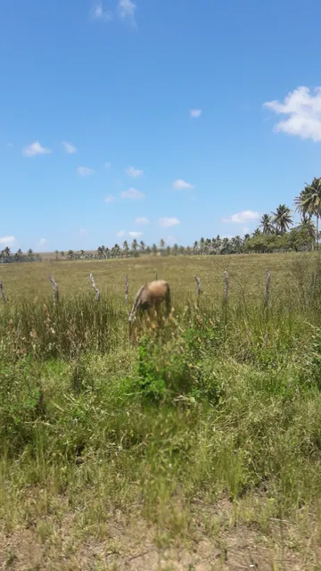 Parque Paulo Barbalho