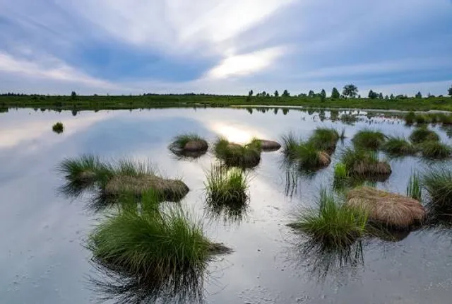 Vennhochfläche bei Mützenich