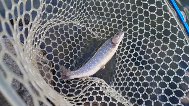 ウエルカムオーパ