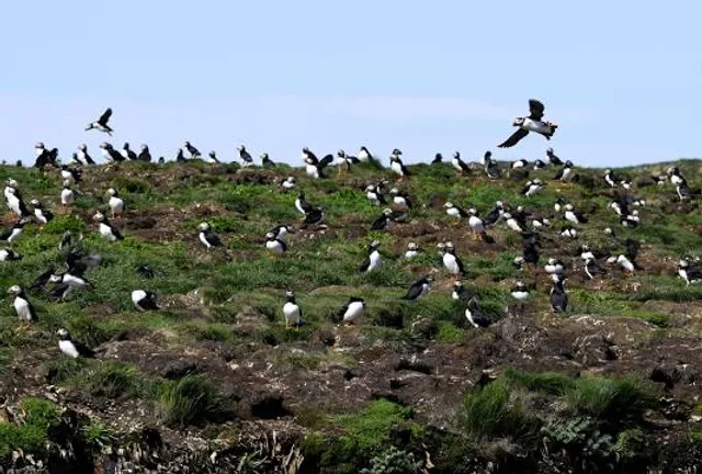 Puffin Colony