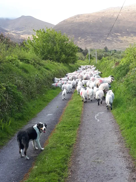 West Kerry sheep dog demonstrations