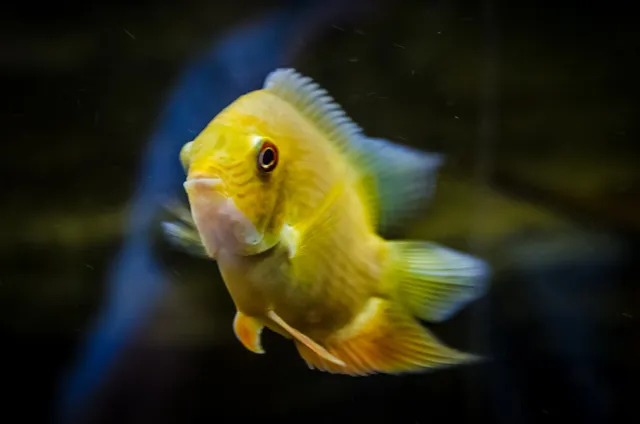 Javni Akvarijum i Tropikarijum Beograd