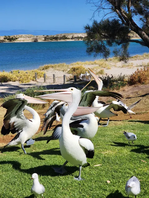 Pelican Feeding Point Kalbarri