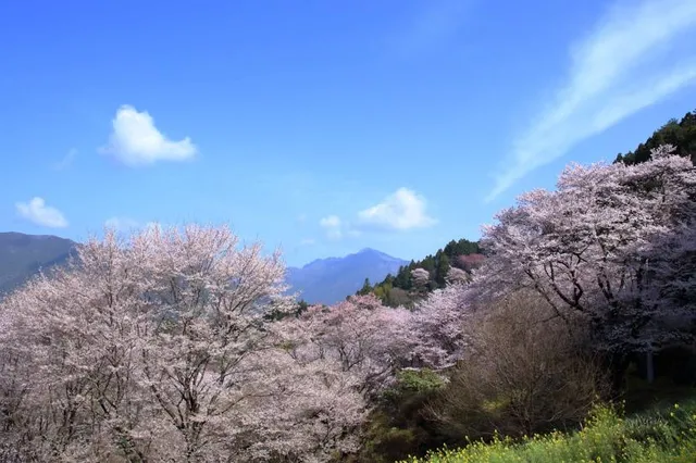 Mt. Tsukuba Plum Blossom Garden