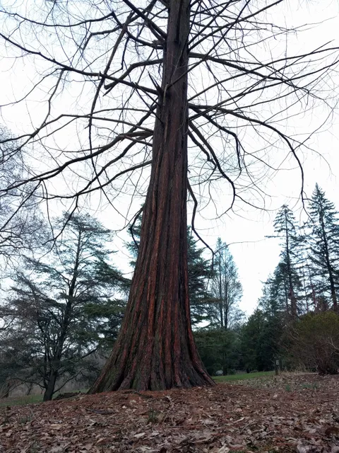 David C. Shaw Arboretum