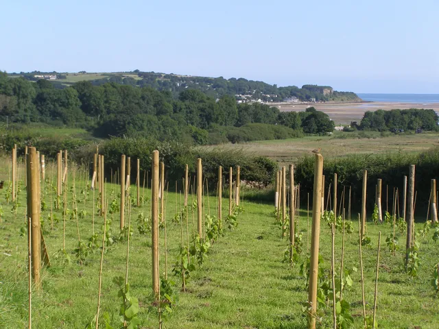 Red Wharf Bay Vineyard