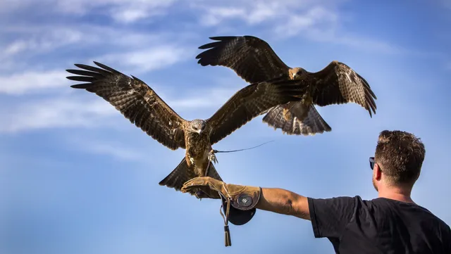 East Sussex Falconry