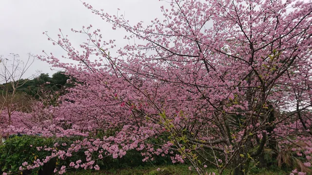 Amami Forestpolis Park