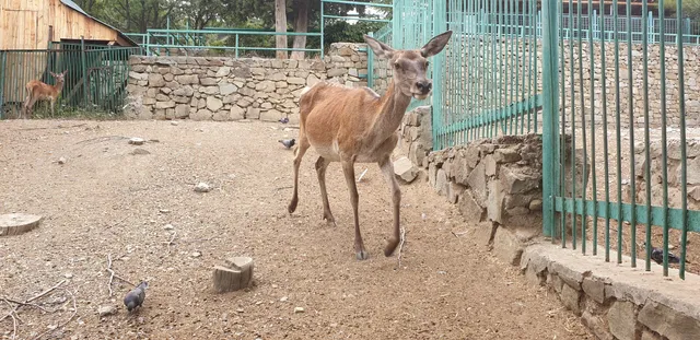Muzey Prirody Kryma I Dendrozoopark