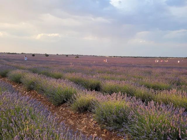 Destilería Jardín de la Alcarria