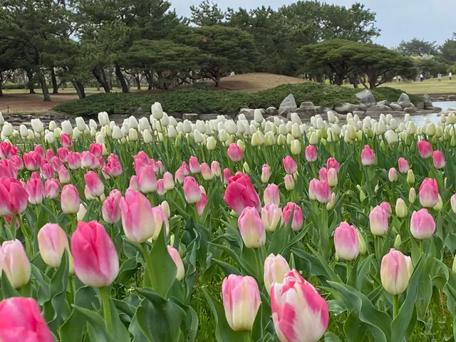 Flower Museum (Uminokamichi Seaside Park)