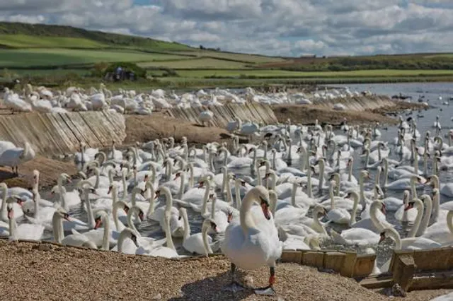 Abbotsbury Swannery