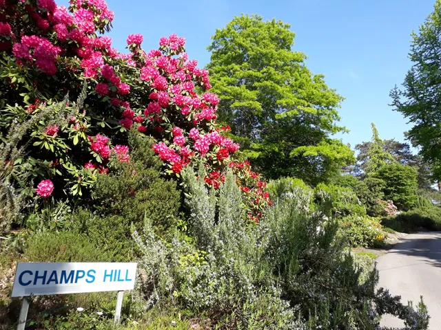 Champs Hill
