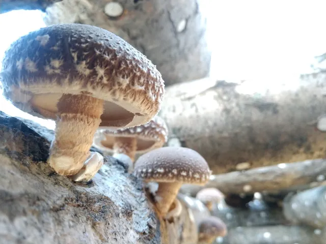 Northwood Mushrooms, LLC