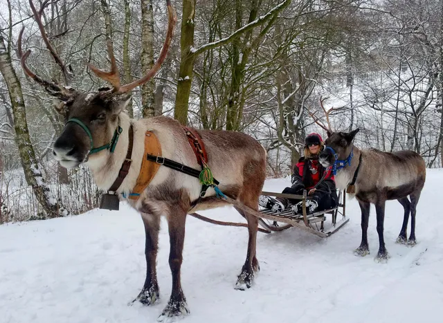 RENRAJD vualka / Lappland exhibit