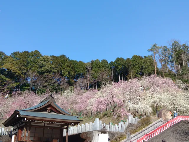 Oagata Shrine - Umezono Japanese Ume Plum Garden