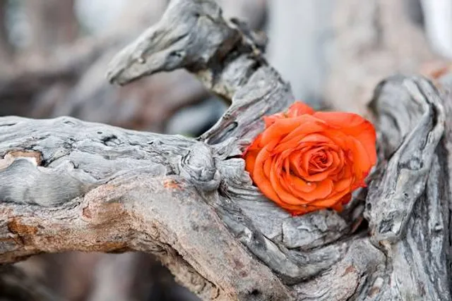 Arboretum w Karnieszewicach