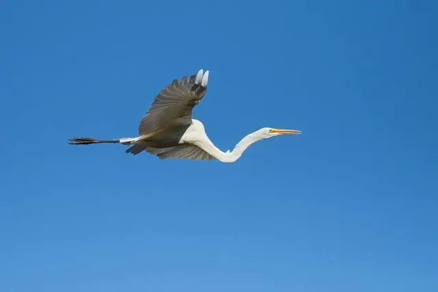 Garça Branca Gardens