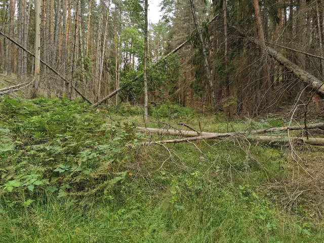 Źródła Rzeki Stążki