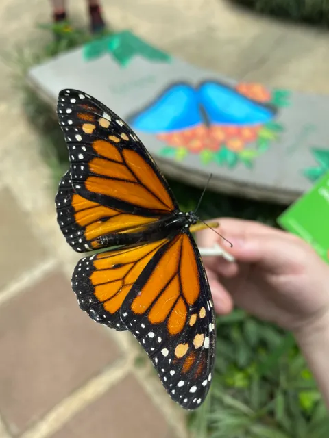 Mariposario Butterfly Kingdom Costa Rica