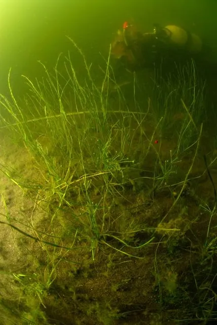 Jardin botanique de St-Triphon