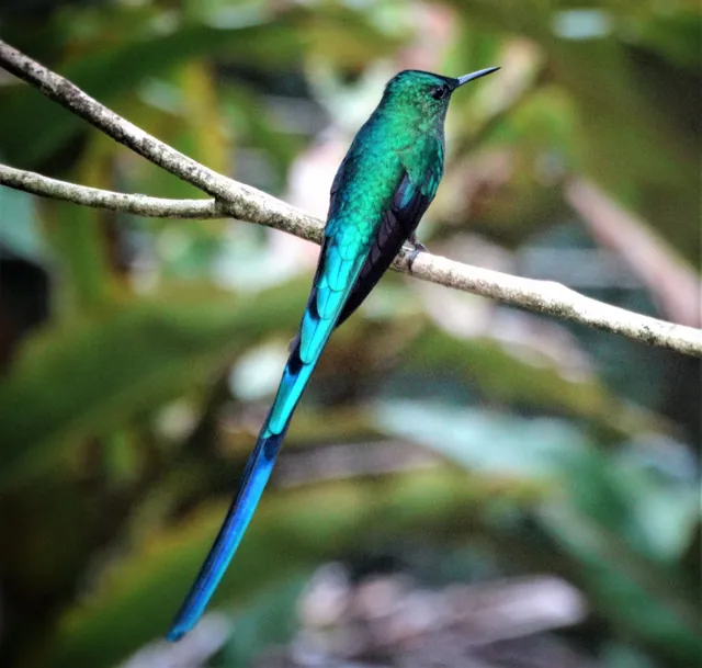 Finca Alejandría "El Paraiso de los Colibries"