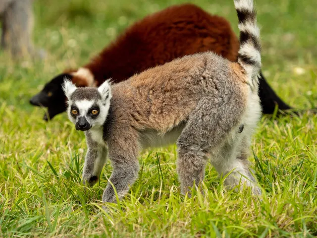 L'île des Lémuriens