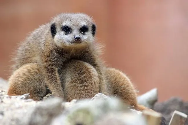 Tilgate Nature Centre