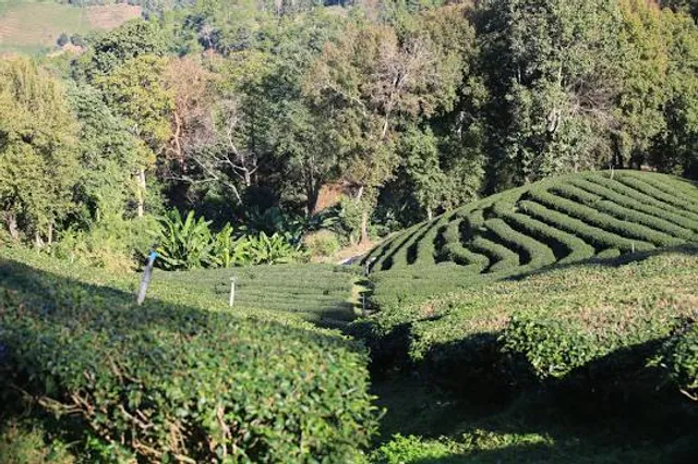 Jardim dos Pinhais Ecco Parque