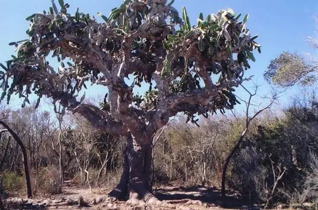 Varahicacos Ecological Reserve