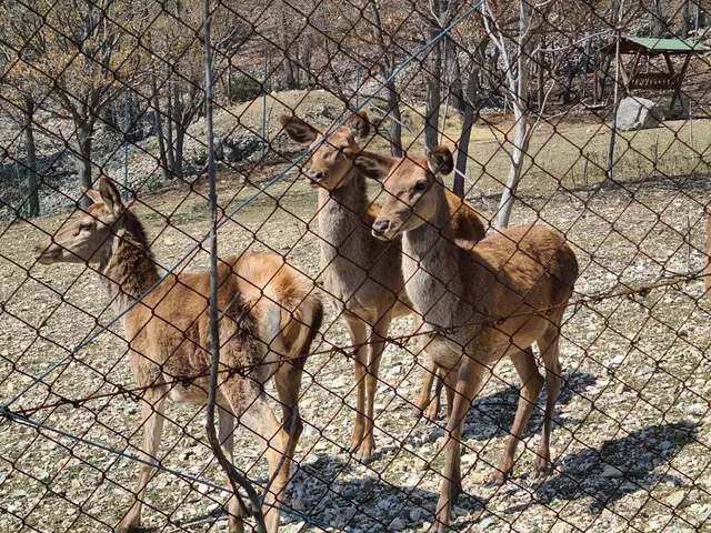 Area faunistica Camoscio appenninico di Lama dei Peligni