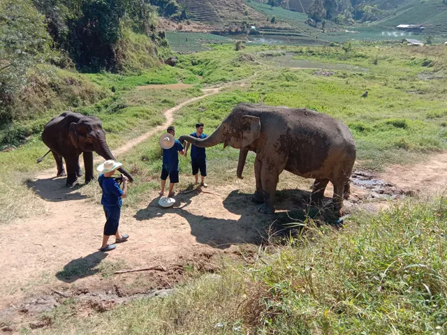 Pong Yaeng Elephant Sanctuary