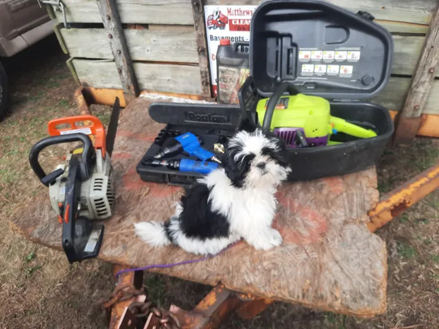 Young's Electric Inc