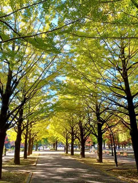 Zelkova Field, Hikarigaoka Park