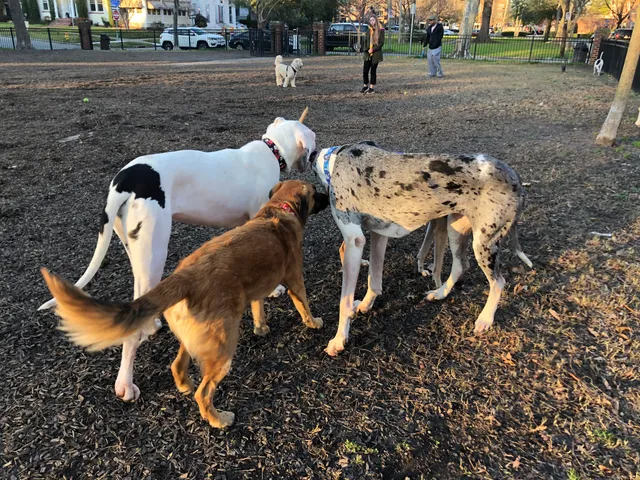 Ghent Dog Park
